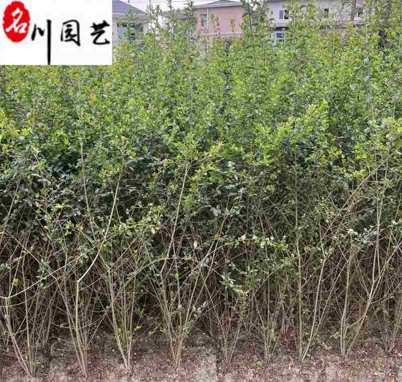 小叶女贞条子批发小叶女贞绿篱价格成都小叶女贞基地直销