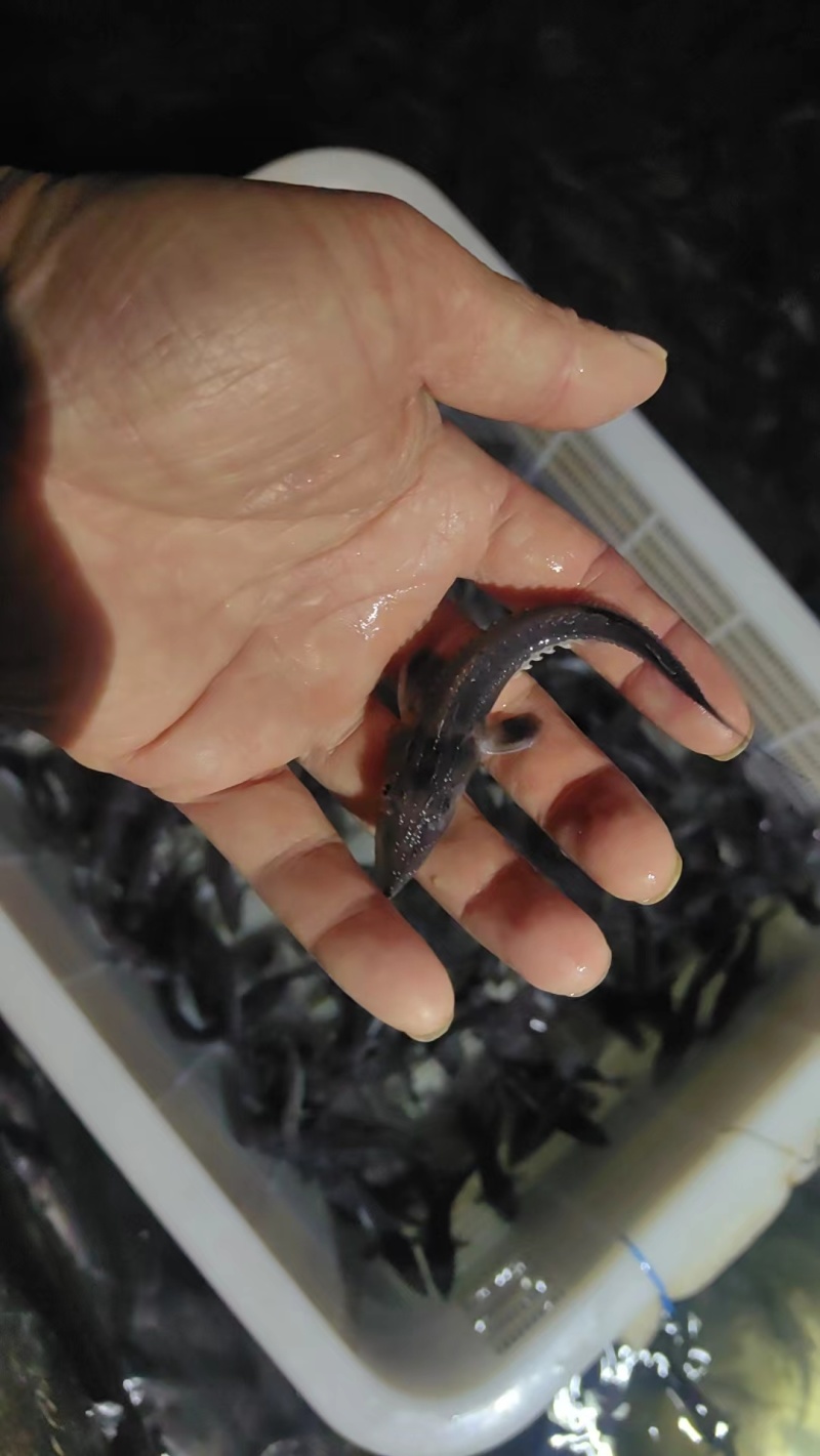 鲟鱼苗各种规格养殖简单存活率高