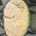 精品甘蓝扁包菜大量上市，全国发货，量大从优，可视频看货，