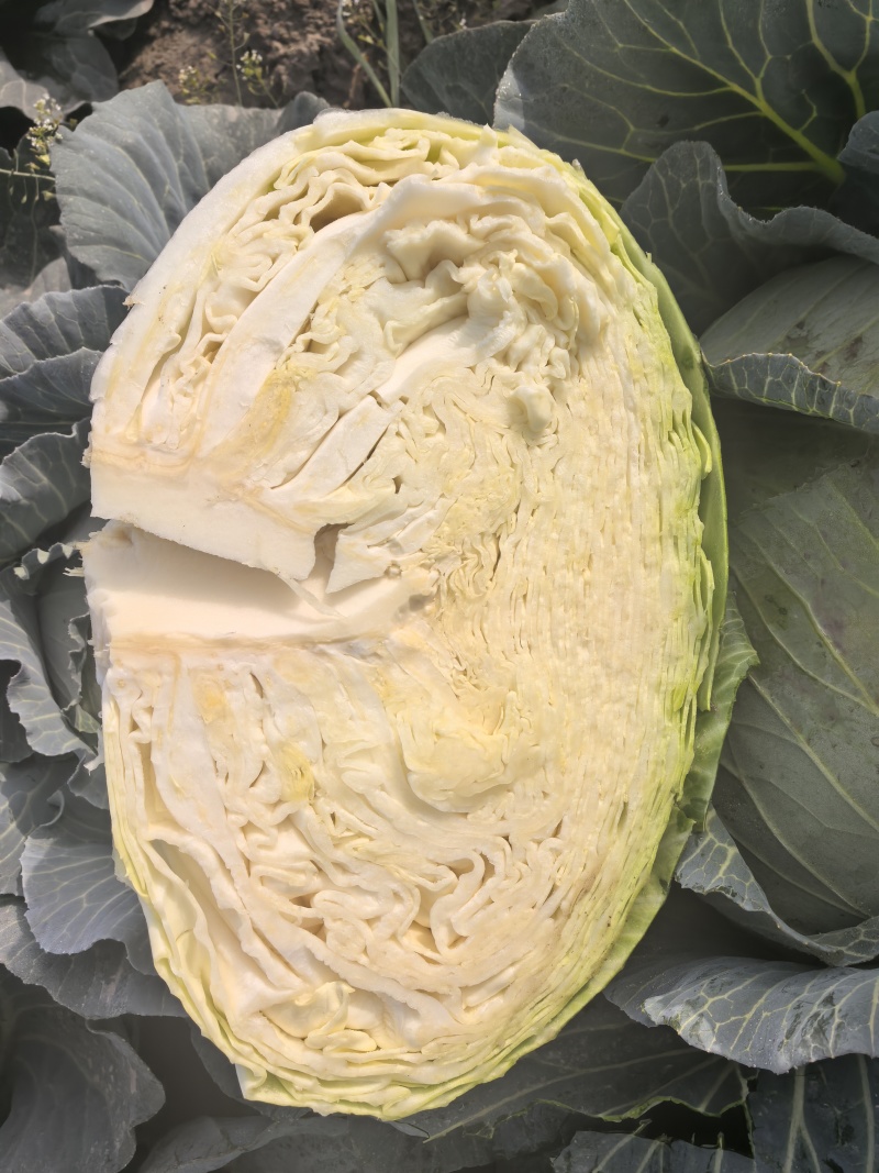 精品甘蓝扁包菜大量上市，全国发货，量大从优，可视频看货，