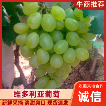 河北饶阳优质葡萄维多利亚正在上市种规格都有欢迎各位新老客