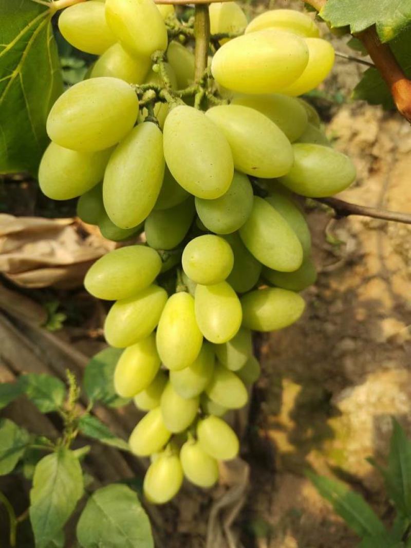 {实力}饶阳优质维多利亚葡萄鲜果上市，现摘现发视频看货