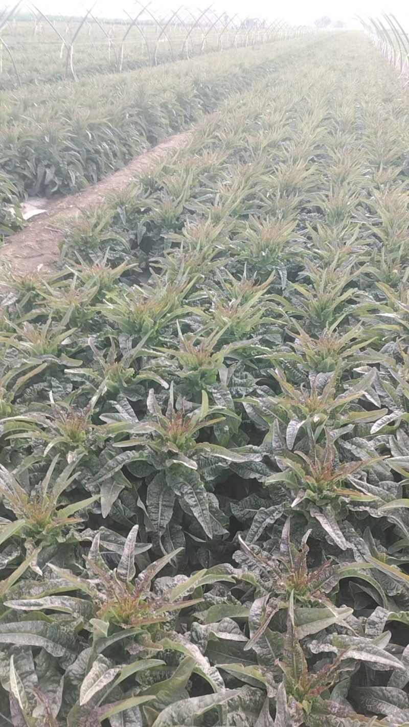 精品莴笋大量供货产地直发价格优惠品质上乘欢迎来电