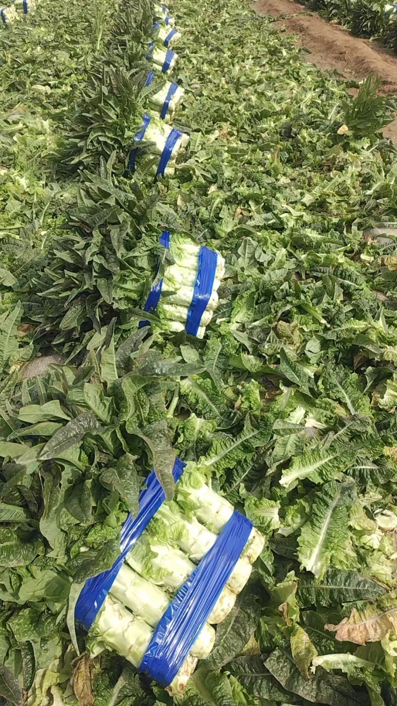 精品莴笋大量供货产地直发价格优惠品质上乘欢迎来电