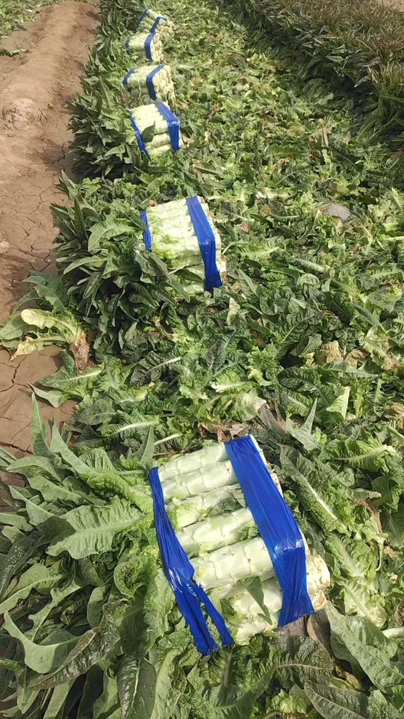 精品莴笋大量供货产地直发价格优惠品质上乘欢迎来电