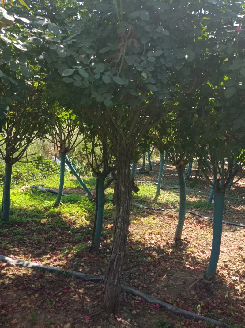 树状月季，各种规格都有，易成活，量大从优欢迎致电