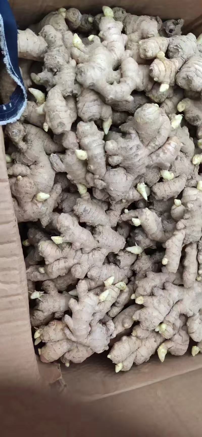 山东姜种大黄姜姜种大量现货供应，品质保证可视频看货发全国