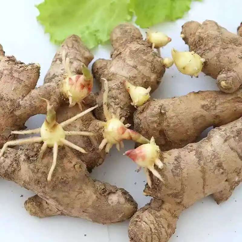 姜种（热卖推荐）大黄姜姜种大量现货供应，品质保证代发全国