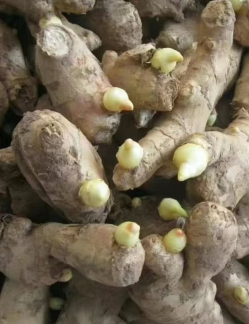 姜种（热卖推荐）大黄姜姜种大量现货供应，品质保证代发全国