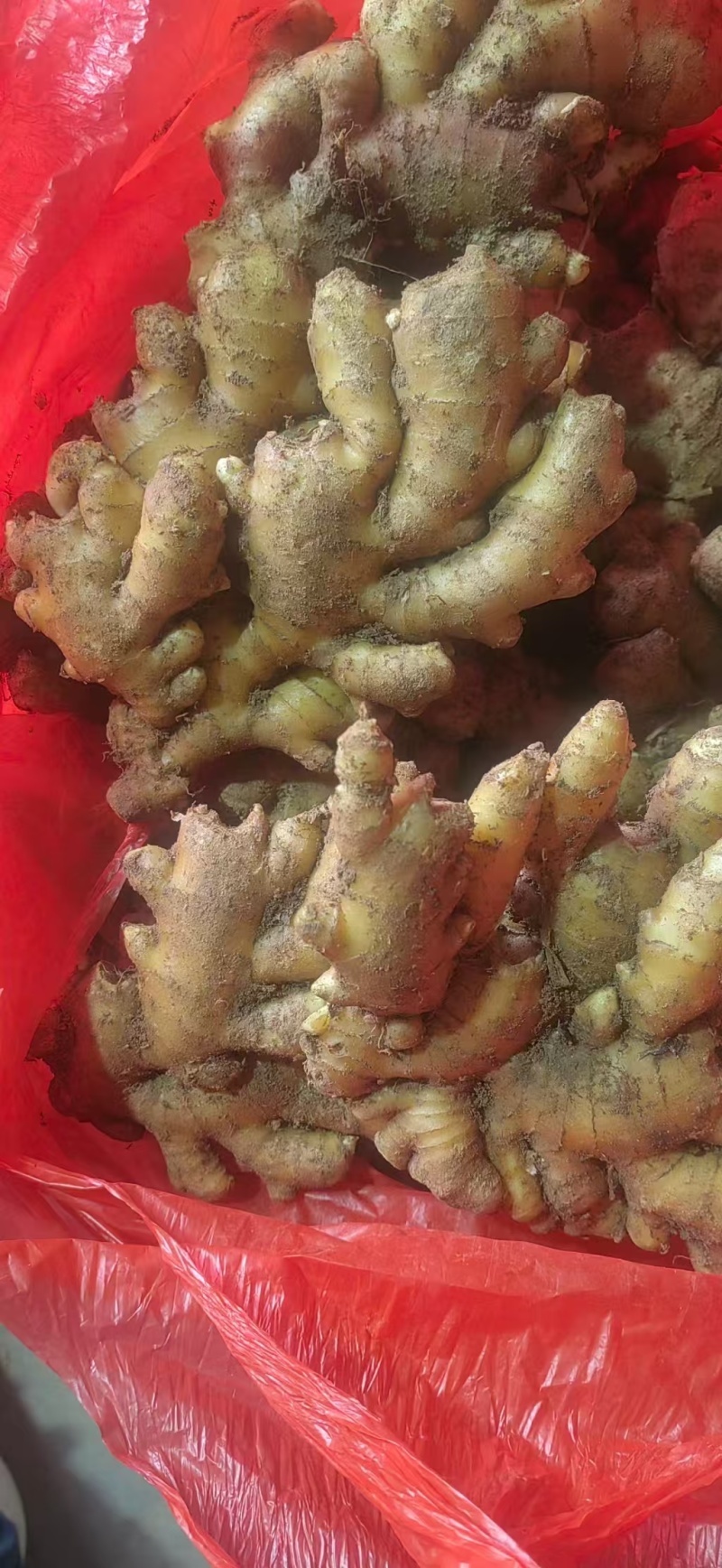 姜种（热卖推荐）大黄姜姜种大量现货供应，品质保证代发全国