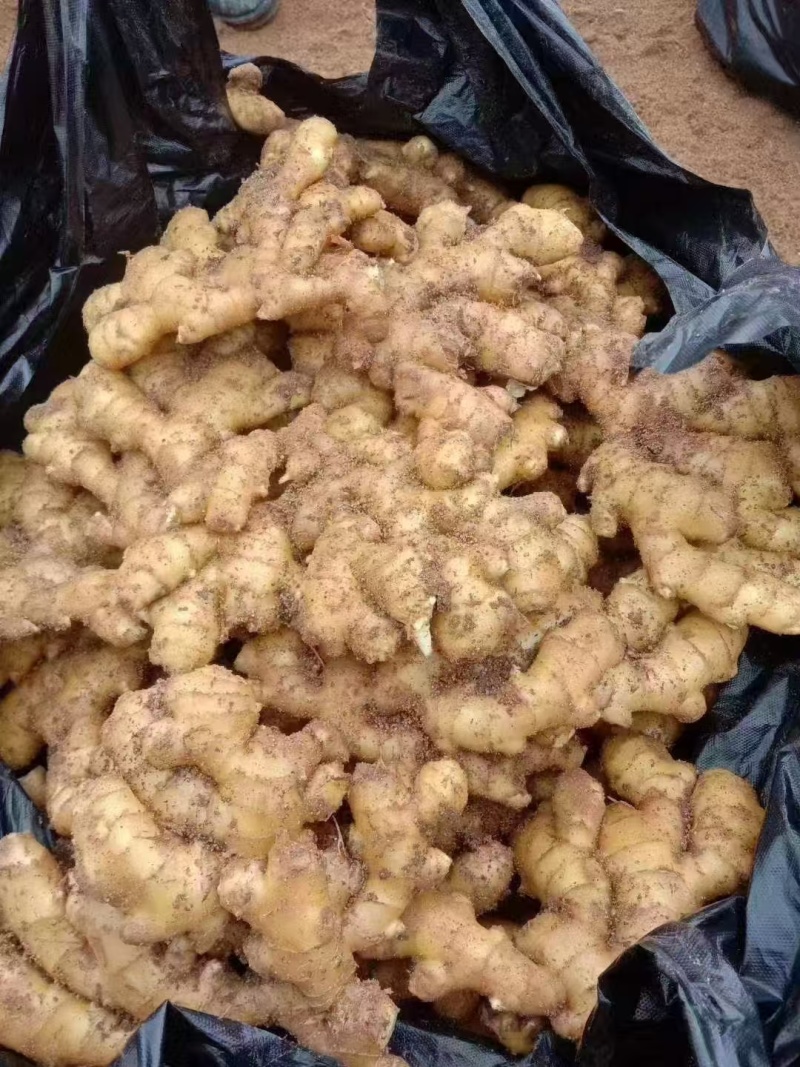 姜种（热卖推荐）大黄姜姜种大量现货供应，品质保证代发全国