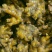 大黄姜种子山东姜种（热卖推荐）规格齐全，量大价优欢迎电联