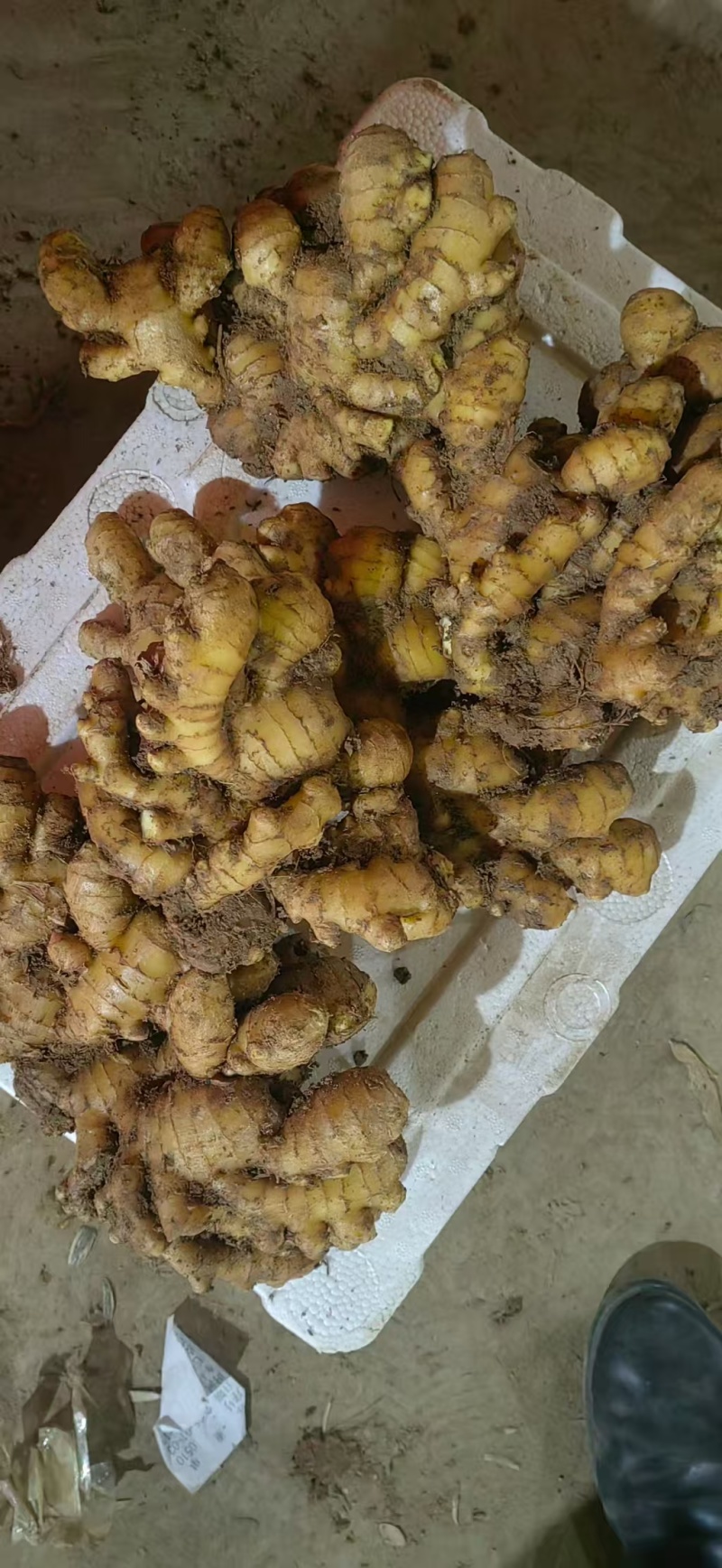 大黄姜种子山东姜种（热卖推荐）规格齐全，量大价优欢迎电联