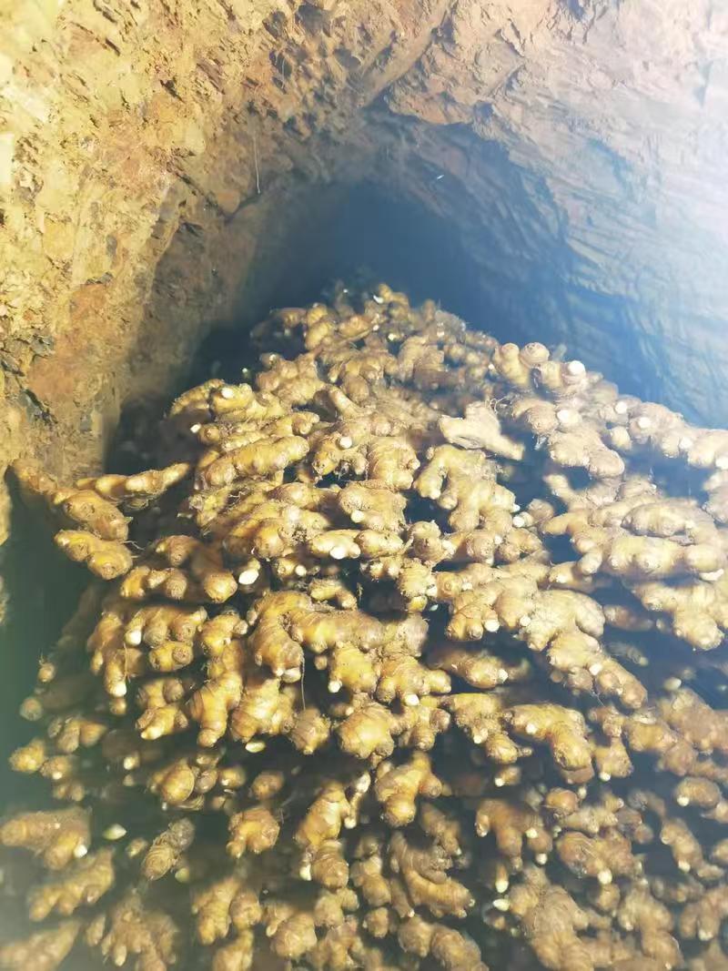 大黄姜种子山东姜种（热卖推荐）规格齐全，量大价优欢迎电联