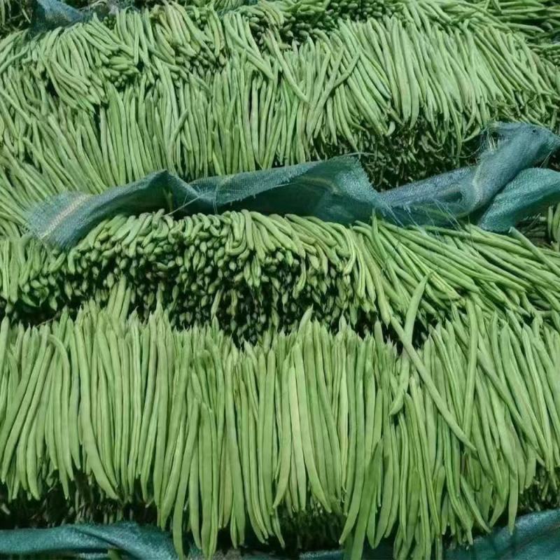 云南高山四季豆翠绿鲜嫩无丝专业一件代发对接抖音快手拼多多