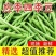云南高山四季豆翠绿鲜嫩无丝专业一件代发对接抖音快手拼多多