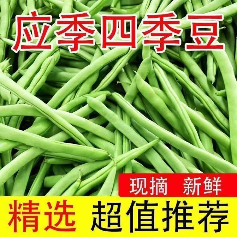 云南高山四季豆翠绿鲜嫩无丝专业一件代发对接抖音快手拼多多
