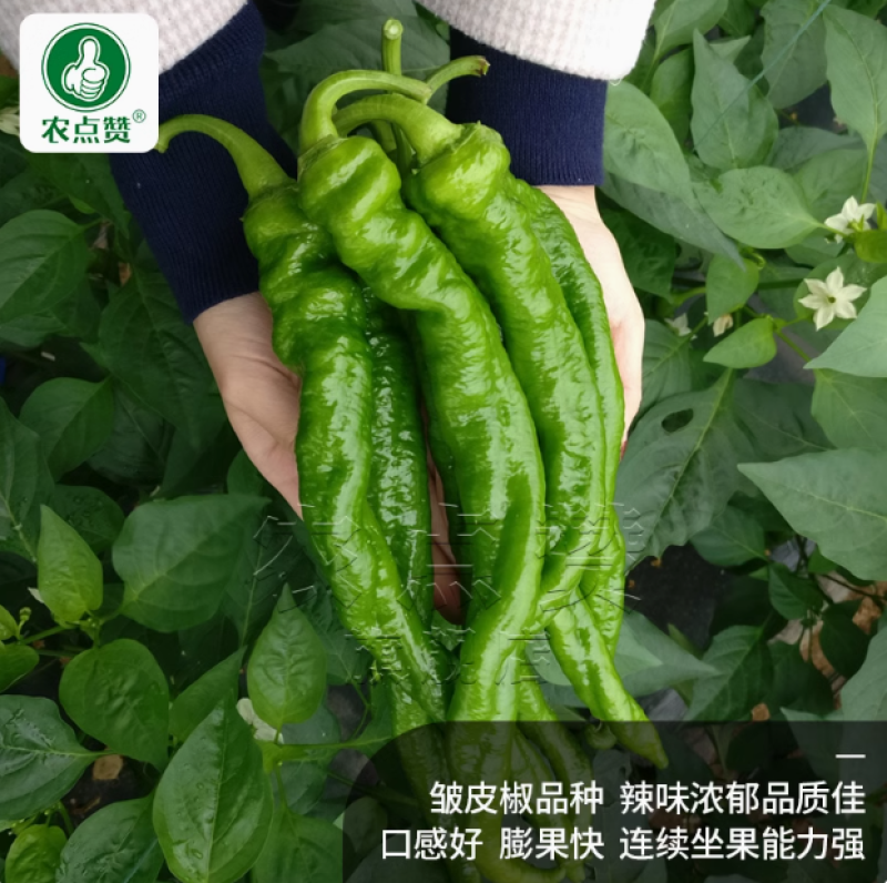 螺丝椒种子-旱熙鲜食一代杂交种皮薄质脆辣度适中