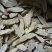 厂家直销黄芪指甲片***欢迎电话咨询黄芪斜片，全国发货
