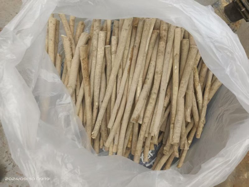 黄芪节子，货源充足，自种自收，量大丛优，欢迎致电