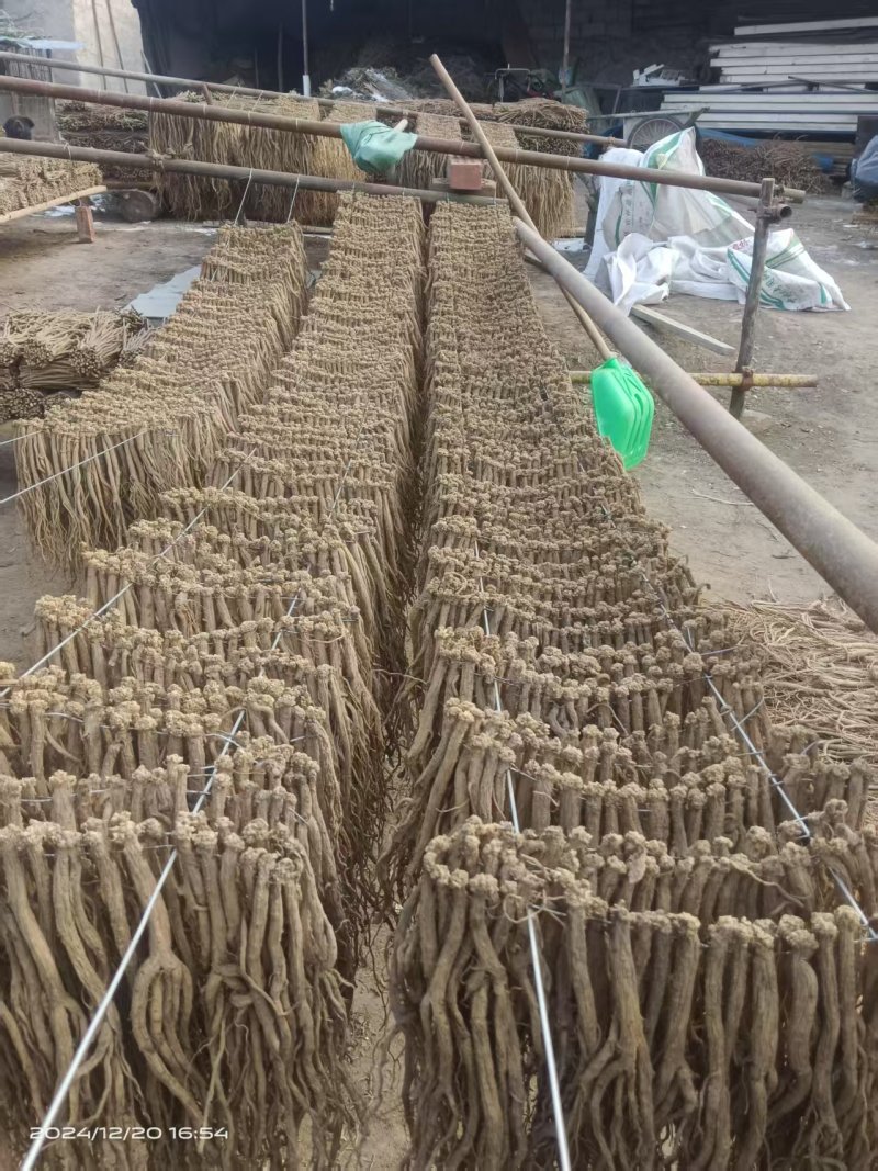 小当归大量上市，全国发货，自种自收，量大丛优，欢迎致电