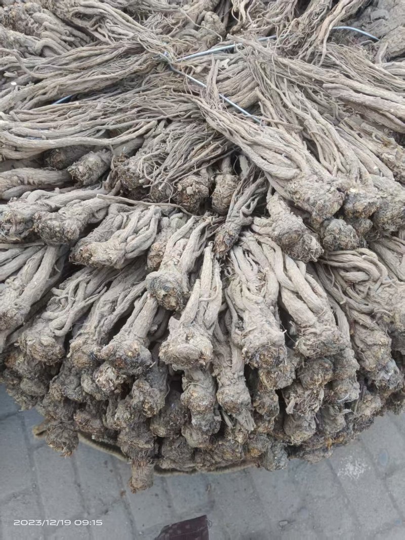 小当归大量上市，全国发货，自种自收，量大丛优，欢迎致电
