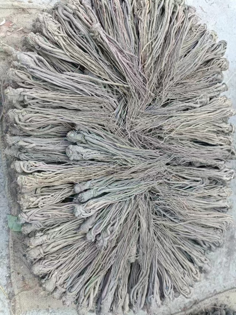 小当归大量上市，全国发货，自种自收，量大丛优，欢迎致电