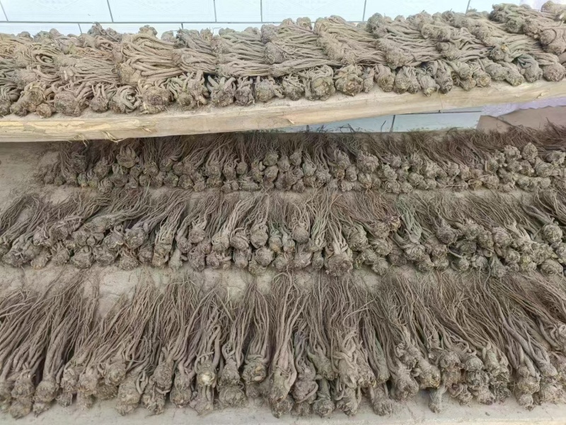 小当归大量上市，全国发货，自种自收，量大丛优，欢迎致电