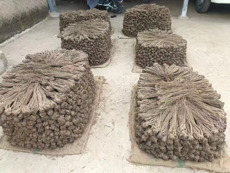 小当归大量上市，全国发货，自种自收，量大丛优，欢迎致电