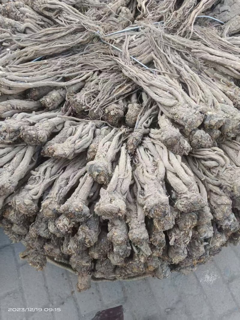 小当归大量上市，全国发货，自种自收，量大丛优，欢迎致电