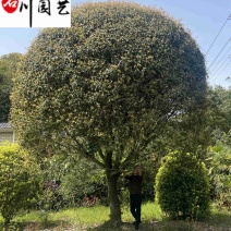 四川桂花树价格报价成都桂花树基地直供规格齐全量大价优