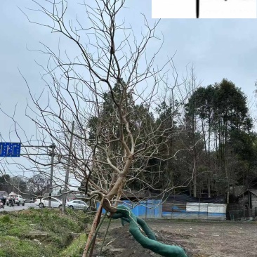成都乌桕基地直销精品斜飘乌桕出售树形好诚信经营