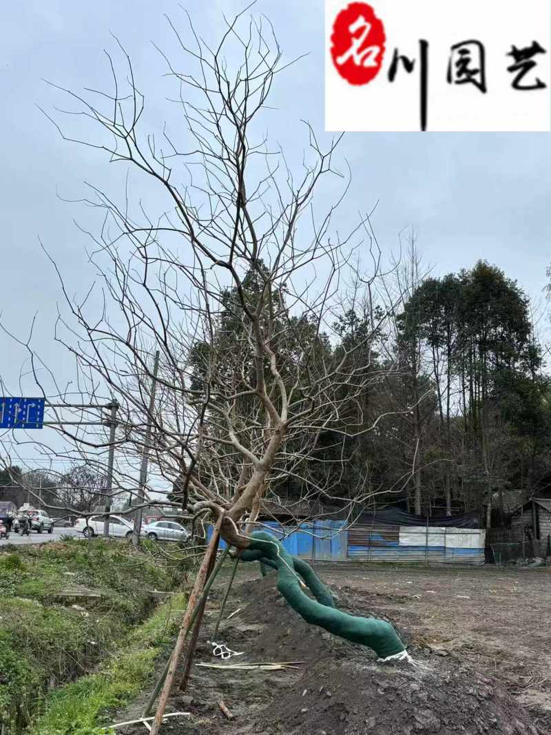成都乌桕基地直销精品斜飘乌桕出售树形好诚信经营