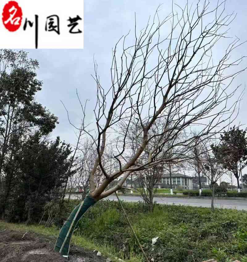 成都乌桕基地直销精品斜飘乌桕出售树形好诚信经营