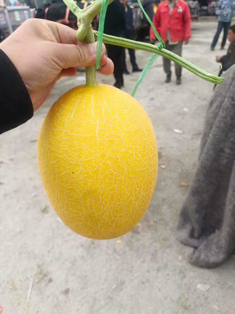 莘县燕店黄25，凤金六号大量上市了，价格不高