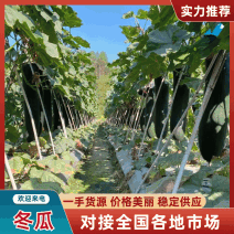 精品冬瓜青皮冬瓜绿皮冬瓜黑皮冬瓜长冬瓜量大价美欢迎