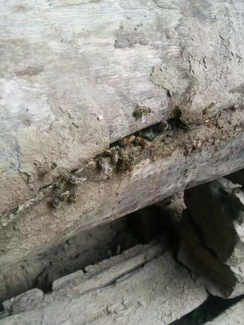 【推荐】纯手工土蜂蜜品质保证可视频看货对接全国市场