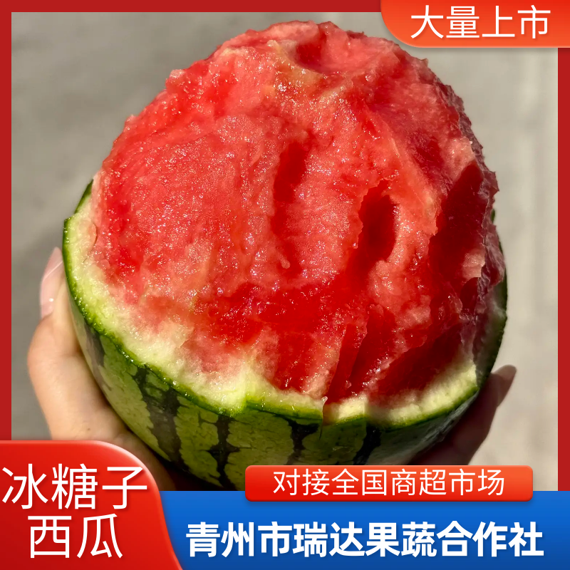 【现货现发】山东冰糖子西瓜小糖丸西瓜产地一手货源稳定供应