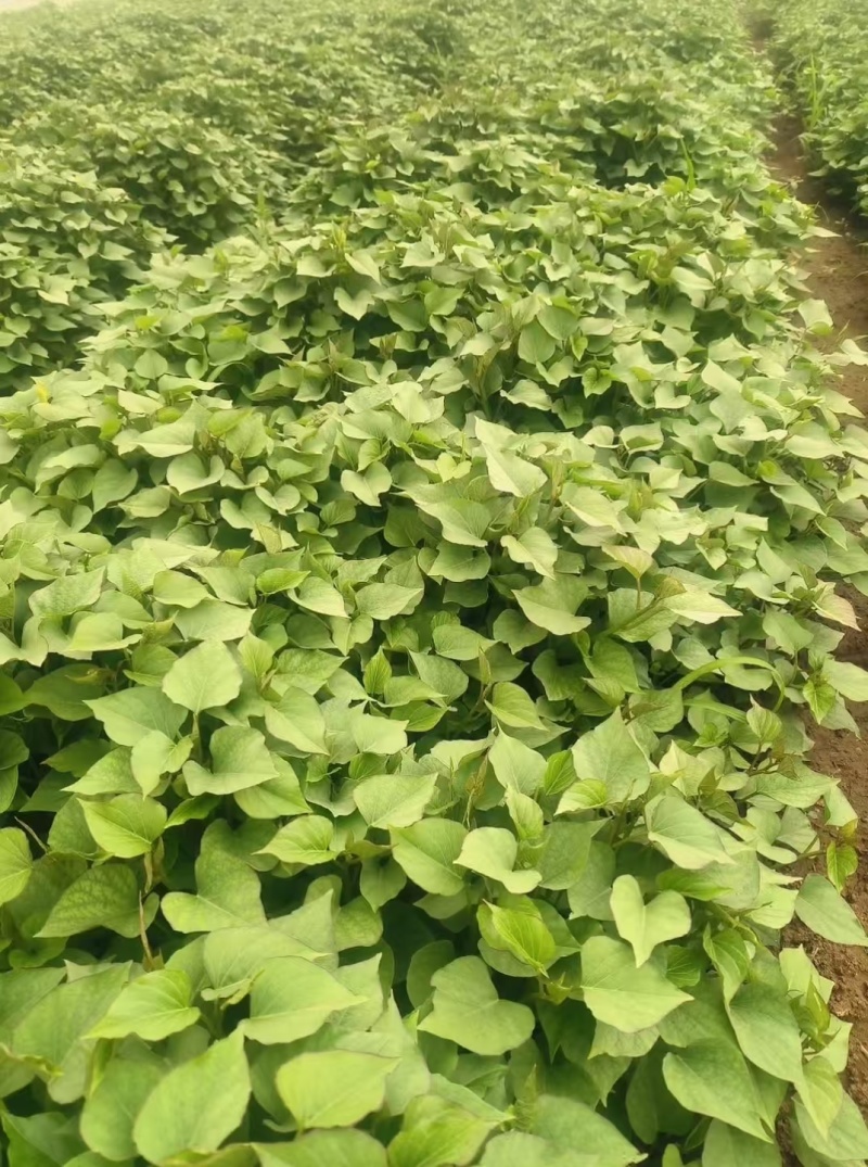 【秦薯五号红薯苗】陕西红薯苗自家育苗一手货源脱毒高产