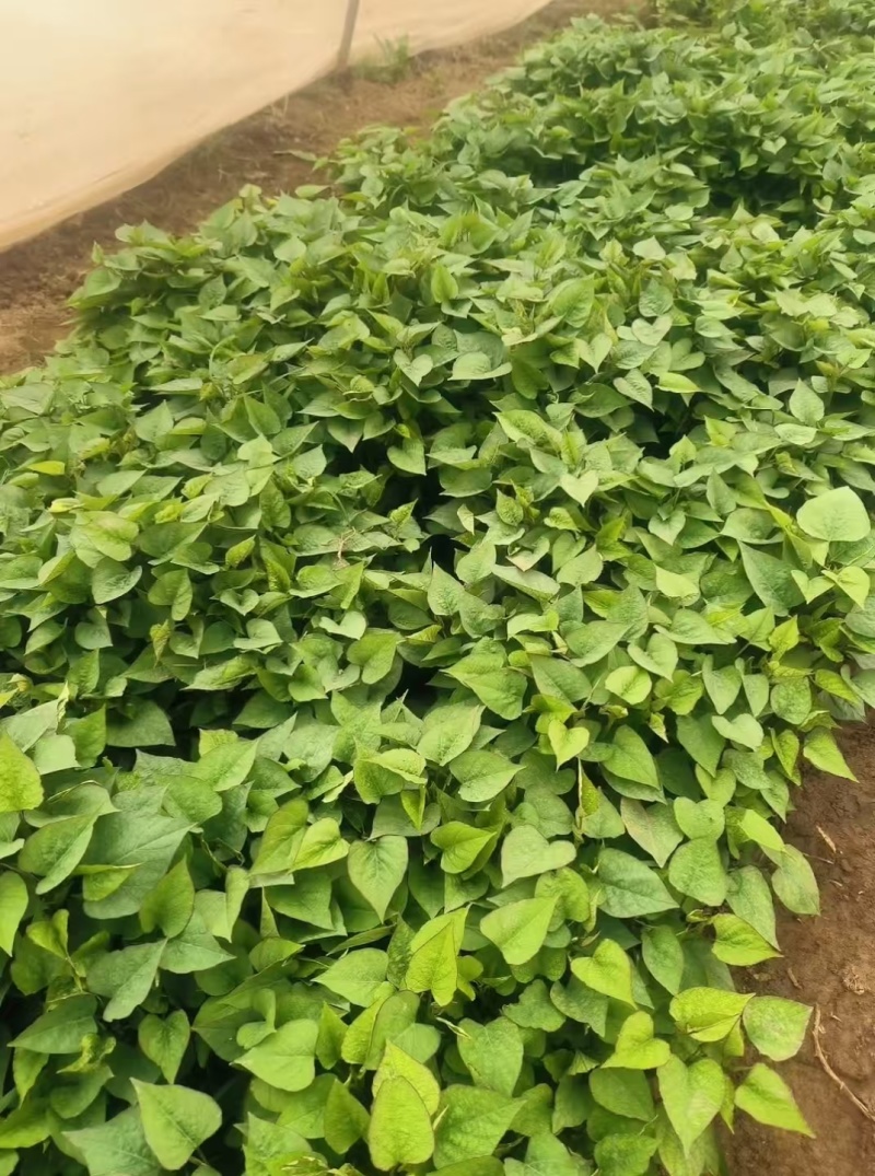 紫署红薯苗陕西产地货品种多规格全提供纸箱袋子包装严选种暑
