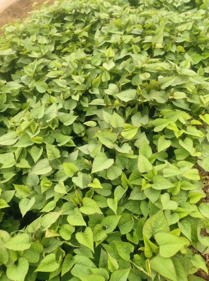 紫署红薯苗陕西产地货品种多规格全提供纸箱袋子包装严选种暑