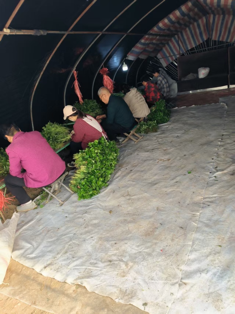 紫署红薯苗陕西产地货品种多规格全提供纸箱袋子包装严选种暑