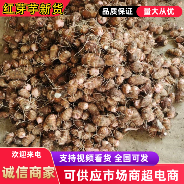 （新货）铅山千亩红芽芋自产自销支持开发票已上市