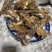 一手货源羊胯骨厂家直销价格便宜，品质保证，可视频看货
