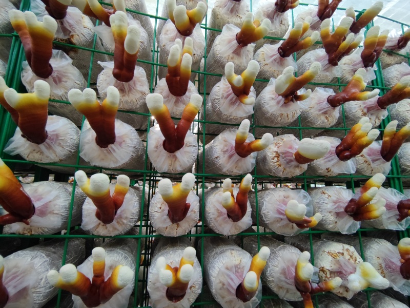【牛商优选】赤灵芝菌棒食药用灵芝栽培种鹿茸菌灵芝菌包