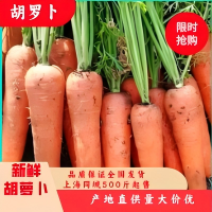 胡萝卜安徽胡萝卜水洗胡萝卜萧县胡萝卜市场货电商货产地直销