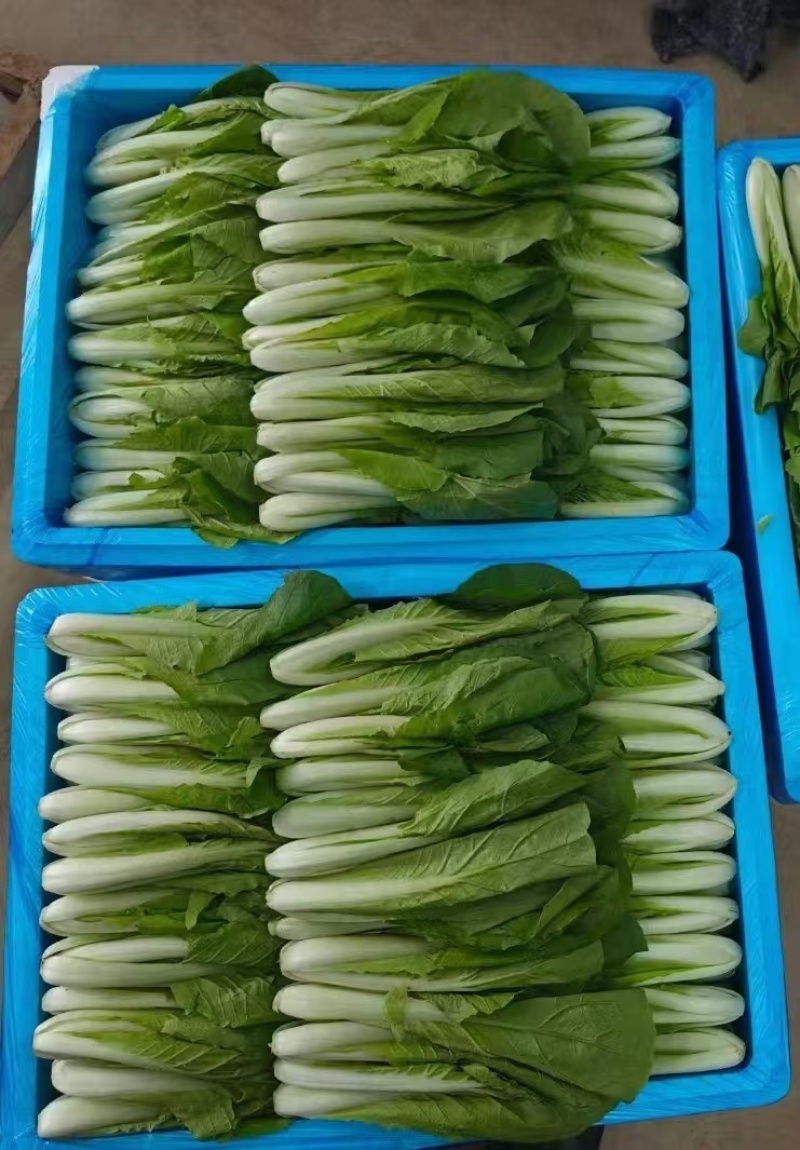 山东菏泽一手货源小白菜对接全国市场量大从优欢迎采购热卖中