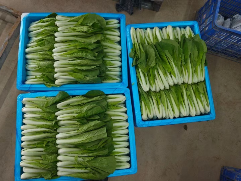 山东菏泽一手货源小白菜对接全国市场量大从优欢迎采购热卖中