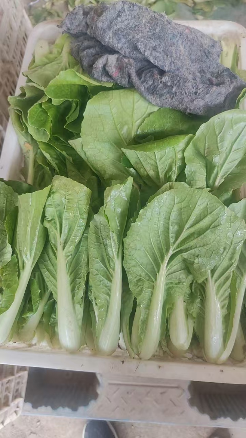 山东菏泽一手货源小白菜对接全国市场量大从优欢迎采购热卖中
