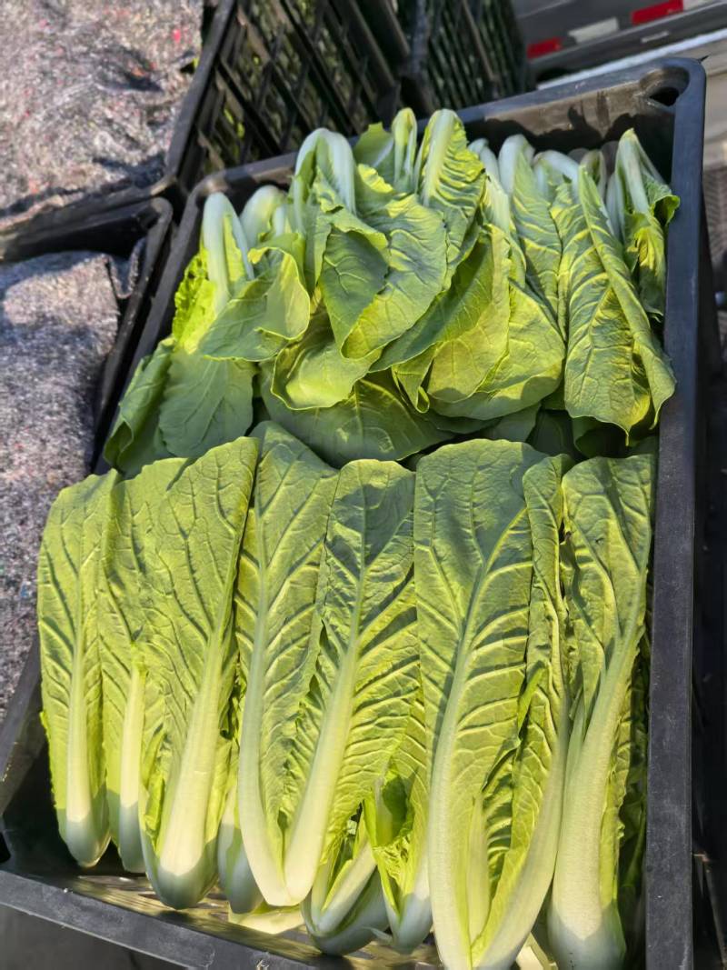 山东菏泽一手货源小白菜对接全国市场量大从优欢迎采购热卖中